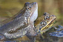 Common frogs {Rana temporaria} mating in garden pond, UK.
