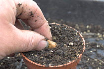 Gardener sowing Broad bean seed {Vicia faba} in pot, Spring, Norfolk, UK.