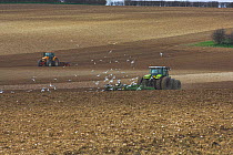 Black Headed seagulls {Chroicocephalus ridibundus} following Tractor with disc harrow. tractor with seed drill in background sowing spring Barley, Norfolk, UK.