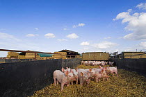 Domestic Pigs {Sus scrofa domestica} in fattening unit, Norfolk, UK.