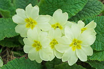 Wild Primroses in flower {Primula vulgaris} Norfolk, UK.