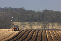 Tractor ridging up for potato crop, March, Norfolk, UK.