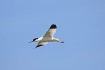 Avocet {Recurvirostra avosetta} in flight, Norfolk, UK.