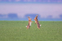 Brown hares {Lepus europaeus} boxing on winter wheat crop, Norfolk, UK.