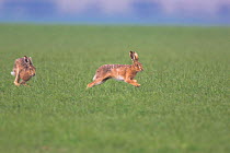 Brown hares {Lepus europaeus} chasing on winter wheat crop, Norfolk, UK.