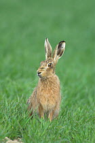 Brown hare {Lepus europaeus} adult sitting in cereal field with head showing spring moult of fur, Norfolk, UK.