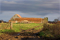 Derelict barn - typical of type used for redevelopment - Norfolk, UK.