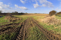 Muddy field gatewayin winter with tractor tyre tracks leading to rural farming landscape, Norfolk, UK.