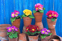 Primulas and Polyanthus planted in decorative buckets with terracotta pots in greenhouse potting shed scene, UK.