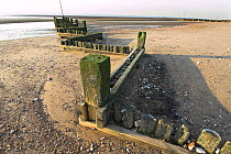 Wooden groyne  - method of coastal defense against sea erosion  -  at low tide, Norfolk, Uk.