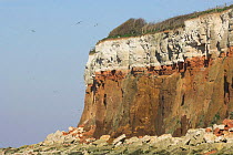 Hunstanton cliffs, showing the red chalk, white, chalk and carr stone structure of the cliffs, Norfolk, UK.