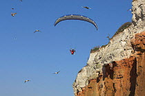 Paraglider disturbing a nesting colony of Fulmars {Fulmarus glacialis} along Hunstanton cliffs, Norfolk, Uk.
