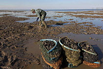 Mussel fisherman collecting from managed mussel beds at low tide, in The Wash, East Anglia, UK.