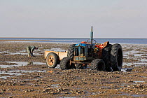 Mussel fisherman with tractor collecting from managed mussel beds at low tide, in The Wash, East Anglia, UK.