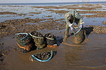 Mussel fisherman collecting from managed mussel beds at low tide, in The Wash, East Anglia, UK.