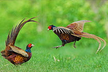Pheasant {Phasianus colchicus} males fighting over territory, Norfolk, UK.