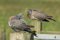 Woodpigeon (Columba palambus) pair of adults on gate, summer, Norfolk, UK