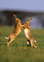 Brown hares {Lepus europaeus} boxing in spring, fur flying, Norfolk UK. European hare are the middleweight boxing champions of the animal world!