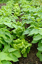 Catch cropping lettuces {Lactuca sativa} between potato crop in small organic garden, UK.