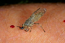 Cleg fly {Haematopota pluvialis} on human skin with drop of blood, UK