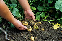 Lifting a crop of organic New potatoes {Solanum tuberosum} UK.