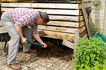 Removing compost from compost bin in an organic garden, UK.