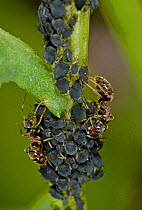 Garden ants {Lasius niger} milking Black Aphids {Aphis fabae} on plant stem, Norfolk UK.