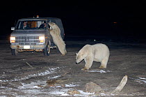 Polar bears {Ursus maritimus} with people watching from vehicle at night outside the Arctic village of Kaktovik, Alaska.