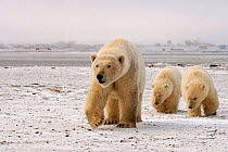 Female Polar bear {Ursus maritimus} with cubs walking outside the Arctic village of Kaktovik, coastal plain of the Arctic National Wildlife Refuge, Alaska.