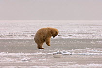 Polar bear {Ursus maritimus} cub jumping, trying to break a hole in pack ice, Coastal plain of the Arctic National Wildlife Refuge, Alaska.