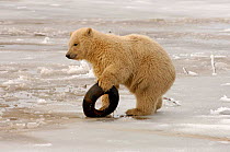 Polar bear {Ursus maritimus} cub playing with tyre, Coastal plain of the Arctic National Wildlife Refuge, Alaska.