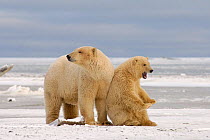 Polar bear {Ursus maritimus} cub scratching back against its mother, Coastal plain of the Arctic National Wildlife Refuge, Alaska.