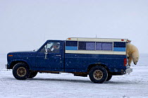 Polar bear {Ursus maritimus} investigates a wildlife observers truck, Arctic National Wildlife Refuge, Alaska. Sequence 4/5.