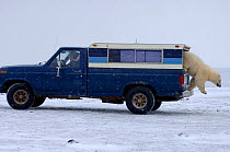 Polar bear {Ursus maritimus} investigates a wildlife observers truck, Arctic National Wildlife Refuge, Alaska. Sequence 5/5.