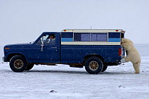 Polar bear {Ursus maritimus} investigates a wildlife observers truck, Arctic National Wildlife Refuge, Alaska. Sequence 2/5.