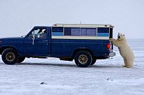 Polar bear {Ursus maritimus} investigates a wildlife observers truck, Arctic National Wildlife Refuge, Alaska. Sequence 1/5.