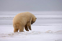 Polar bear {Ursus maritimus} jumping, trying to break a hole in pack ice, Coastal plain of the Arctic National Wildlife Refuge, Alaska.