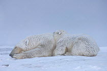 Polar bear {Ursus maritimus} mother and cub sleeping, Coastal plain of the Arctic National Wildlife Refuge, Alaska.