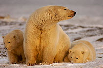 Polar bear {Ursus maritimus} Female with cubs resting after feeding, Coastal plain of the Arctic National Wildlife Refuge, Alaska.