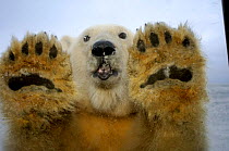 Polar bear {Ursus maritimus} looking through truck window and showing huge paws, Coastal plain of the Arctic National Wildlife Refuge, Alaska.~.