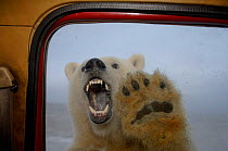 Polar bear {Ursus maritimus} baring teeth at truck window, seen from inside vehicle, Coastal plain of the Arctic National Wildlife Refuge, Alaska.