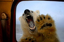 Polar bear {Ursus maritimus} baring teeth at truck window, seen from inside vehicle, Coastal plain of the Arctic National Wildlife Refuge, Alaska.