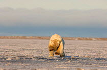 Polar bear {Ursus maritimus} jumping into slushy pack ice to retrieve a piece of meat, Coastal plain of the Arctic National Wildlife Refuge, Alaska.