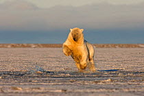 Polar bear {Ursus maritimus} jumping into slushy pack ice to retrieve a piece of meat, Coastal plain of the Arctic National Wildlife Refuge, Alaska.