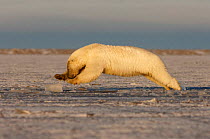 Profile of Polar bear {Ursus maritimus} jumping into slushy pack ice to retrieve a piece of meat, Coastal plain of the Arctic National Wildlife Refuge, Alaska