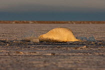 Polar bear {Ursus maritimus} jumping into slushy pack ice to retrieve a piece of meat, Coastal plain of the Arctic National Wildlife Refuge, Alaska