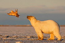 Polar bear {Ursus maritimus} playing with a piece of meat, Coastal plain of the Arctic National Wildlife Refuge, Alaska.