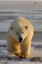 Polar bear {Ursus maritimus} walking, Coastal plain of the Arctic National Wildlife Refuge, Alaska.