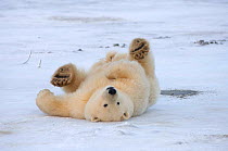 Polar bear {Ursus maritimus} cub rolling on pack ice, coastal plain of Arctic National Wildlife Refuge, Alaska. Sequence 3/3.