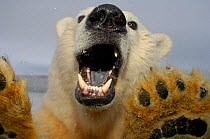 Polar bear {Ursus maritimus} at truck window, mouth open Coastal plain of the Arctic National Wildlife Refuge, Alaska. Note black tongue